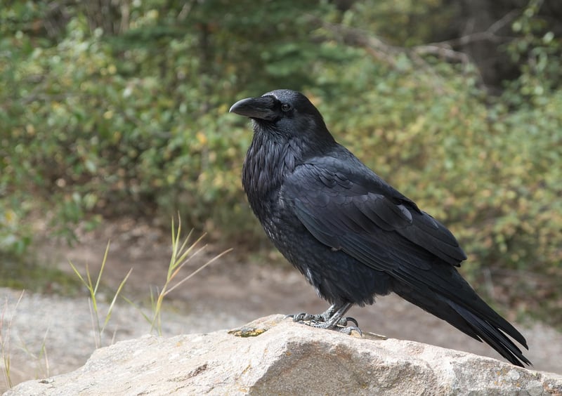Intelligent crow