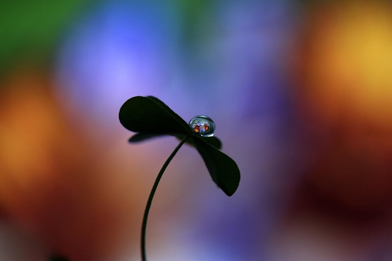 Plants communicating
